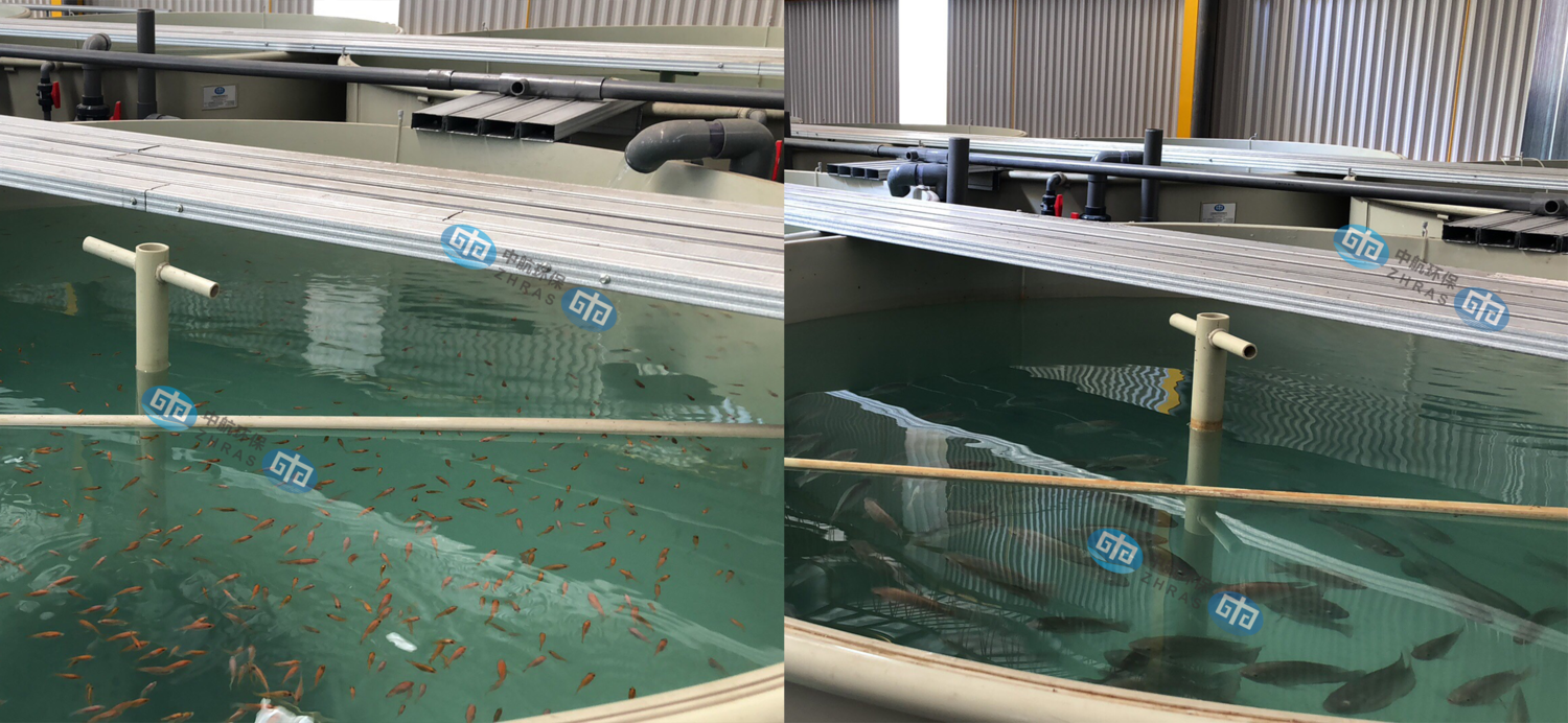 鱼生长前后对比.png